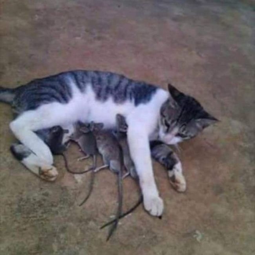 20 fotos en las que hay una especie de caos 20 fotos en las que hay una especie de caos