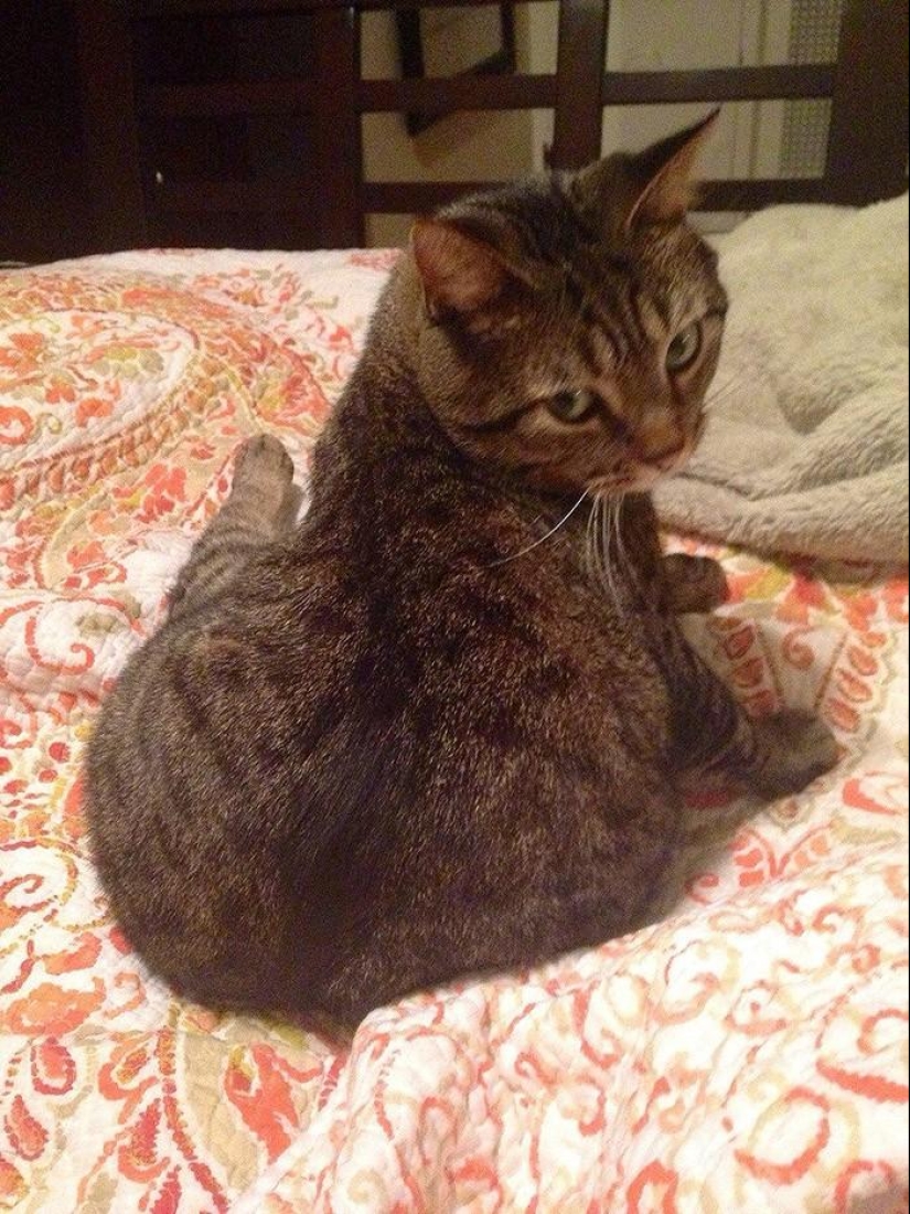 20 Funny Animals Who Think They're Very Sexy 20 Funny Animals Who Think They're Very Sexy