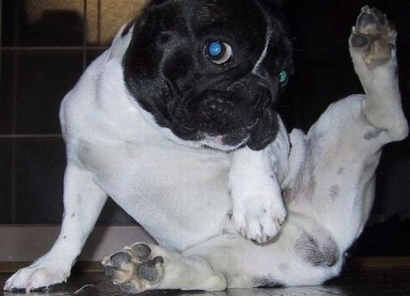 20 Funny Animals Who Think They're Very Sexy 20 Funny Animals Who Think They're Very Sexy