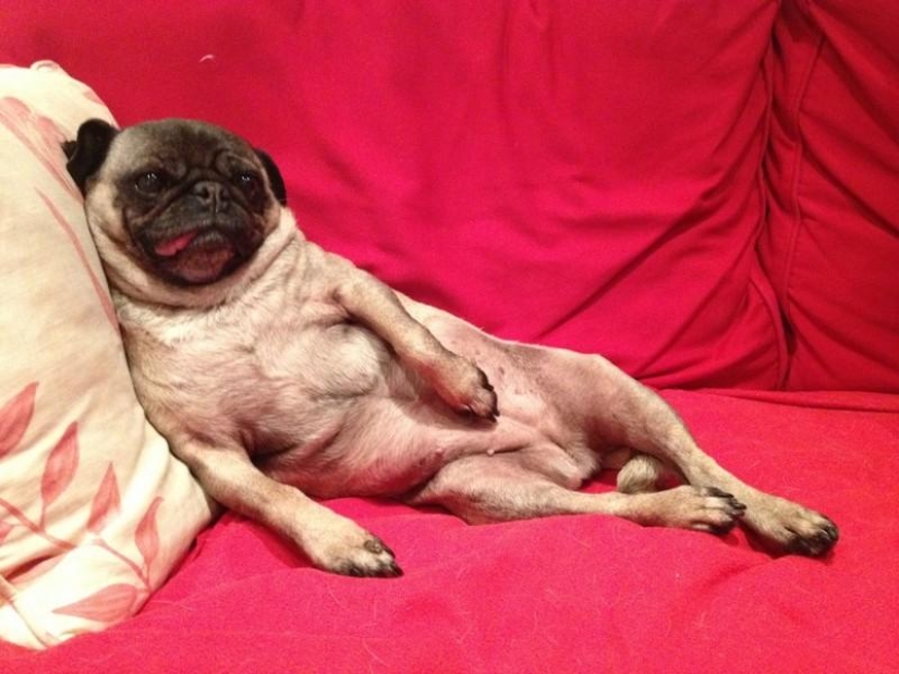 20 Funny Animals Who Think They're Very Sexy 20 Funny Animals Who Think They're Very Sexy