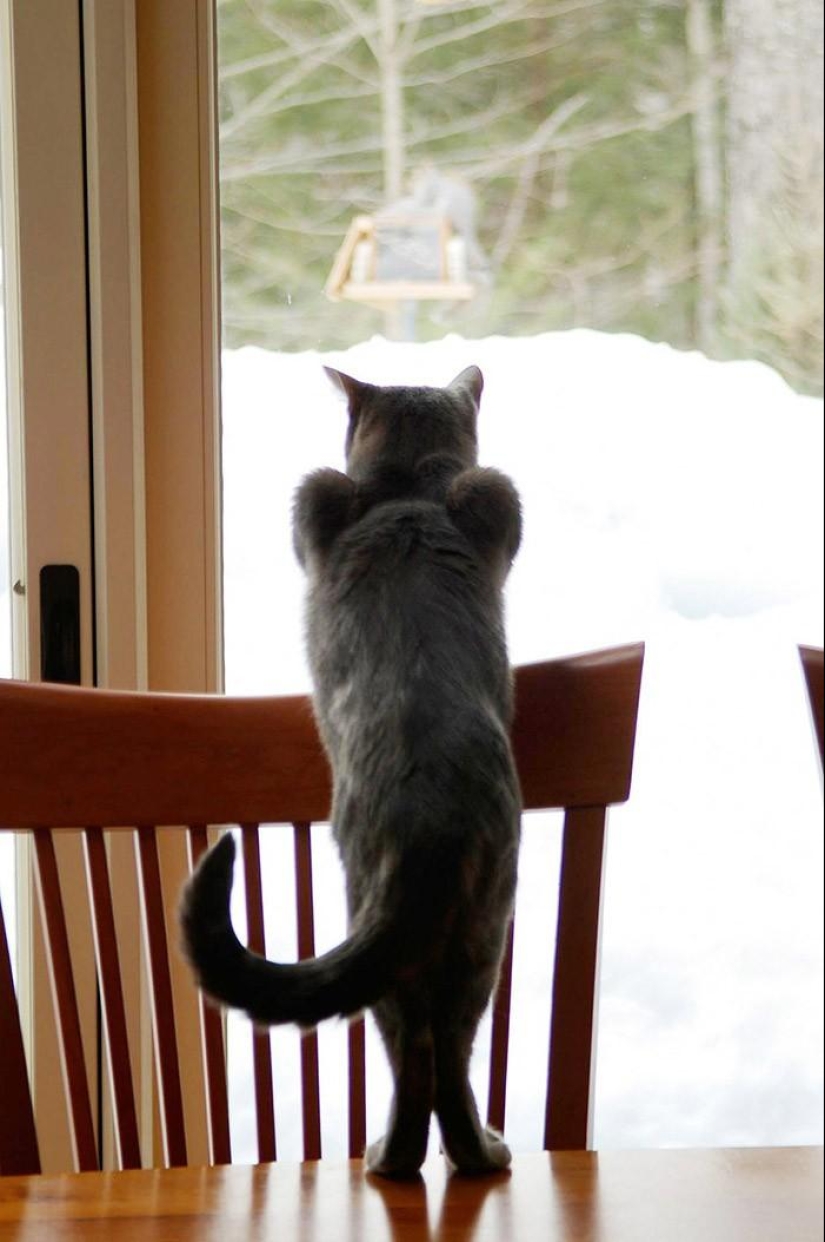 20 Funny Animals Who Think They're Very Sexy 20 Funny Animals Who Think They're Very Sexy