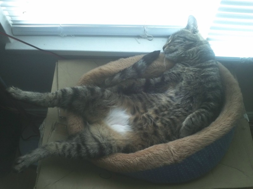 20 gatos zen