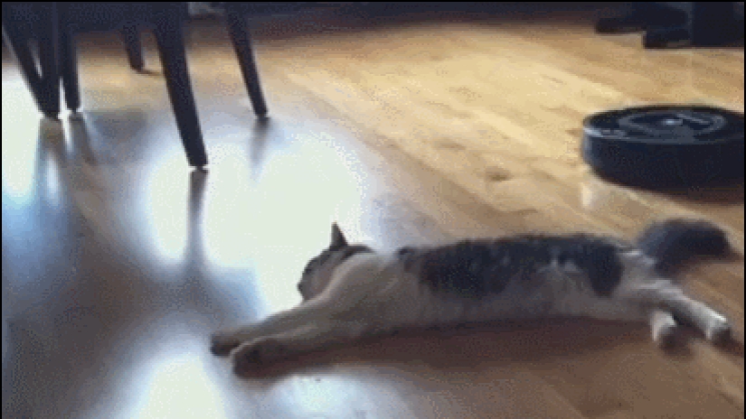 20 gatos zen