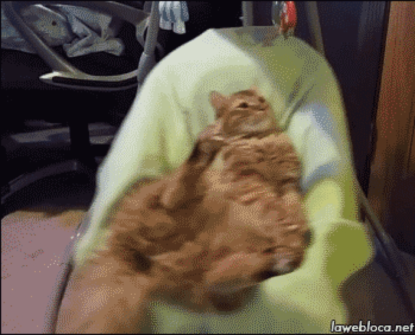 20 gatos zen