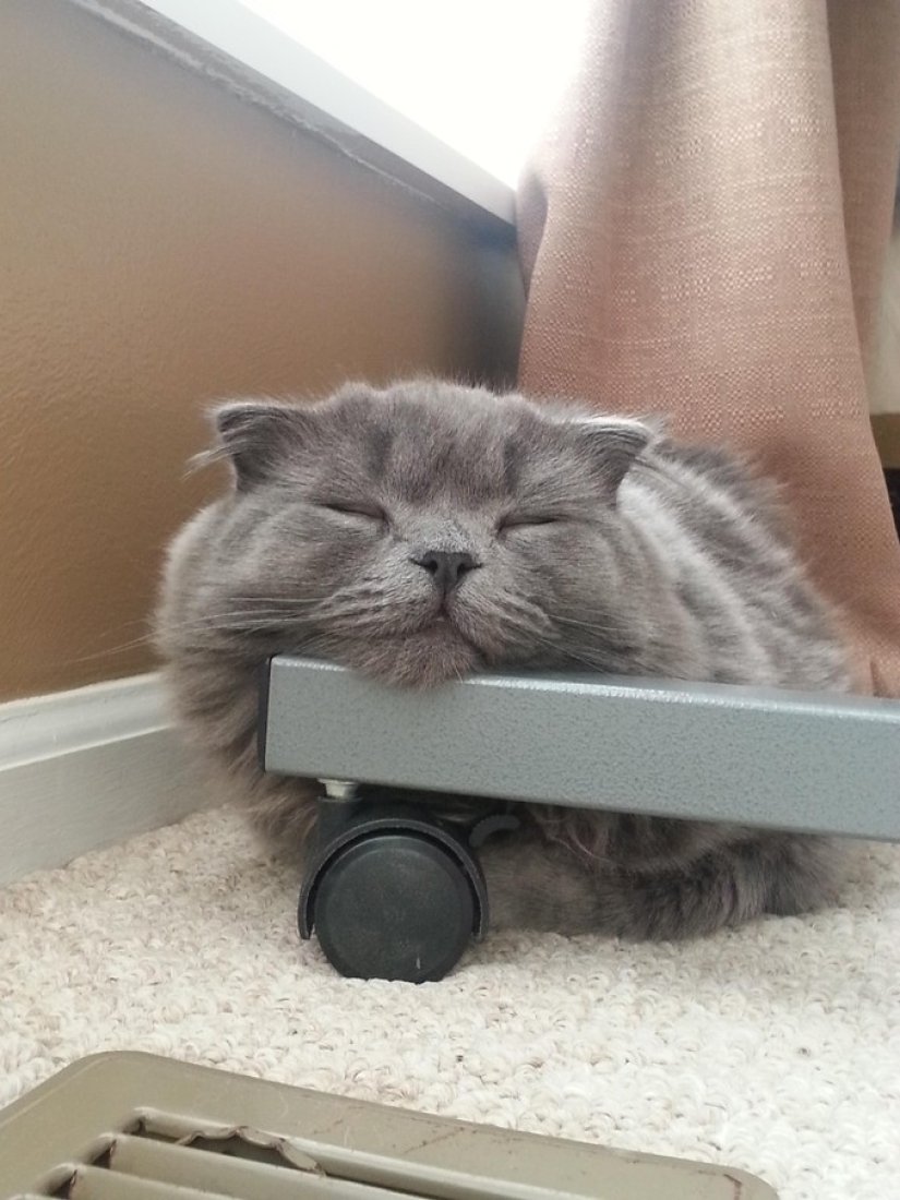 20 gatos zen
