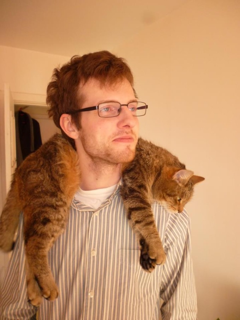 20 gatos zen