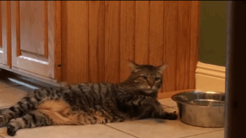 20 gatos zen