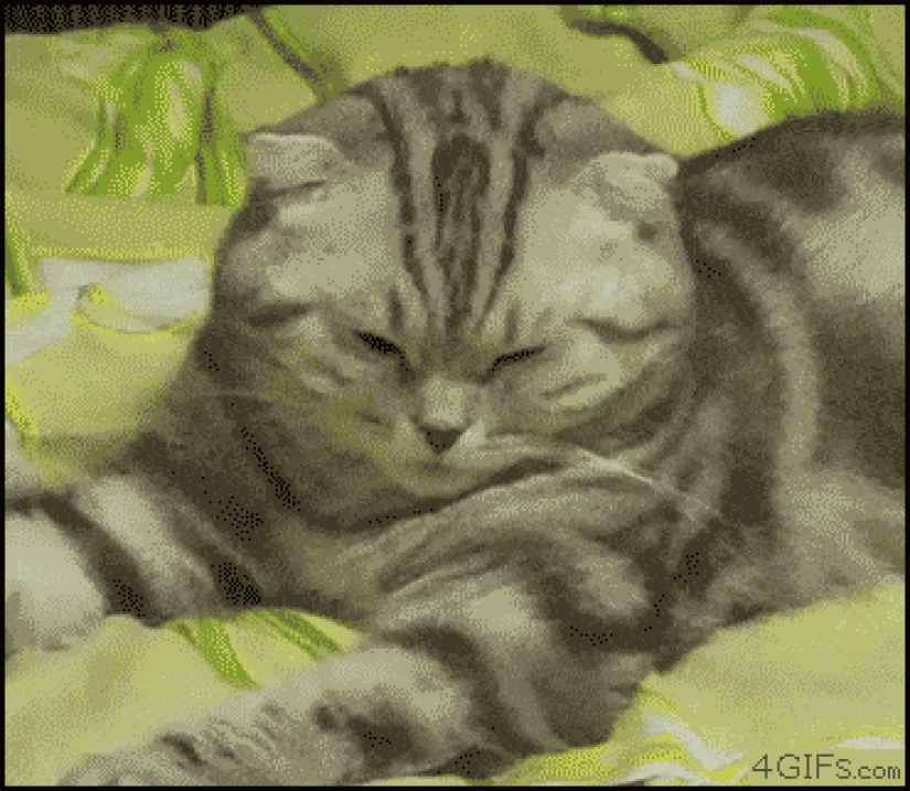 20 gatos zen