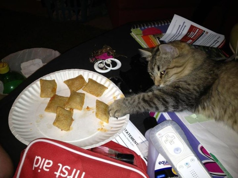 20 gatos zen