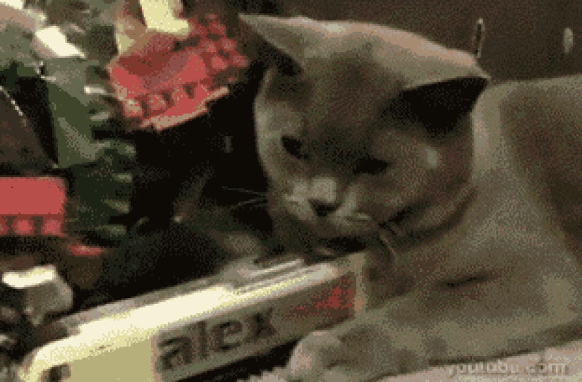 20 gatos zen