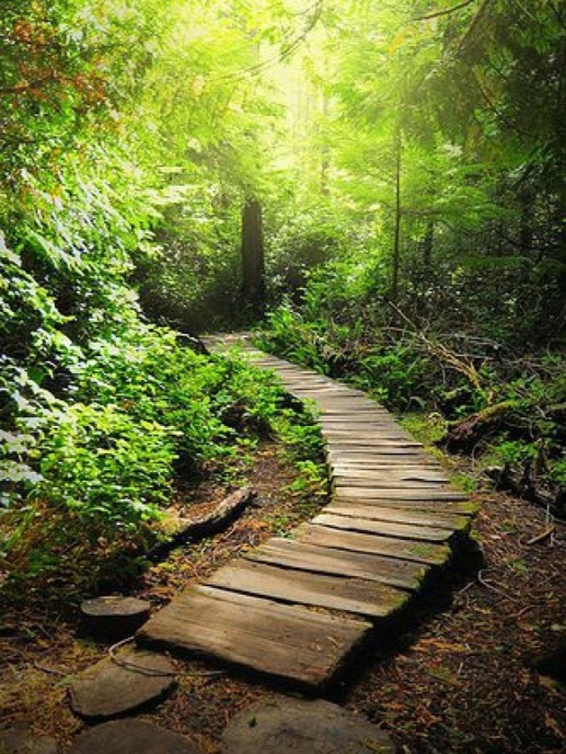 20 Great Garden Path Ideas