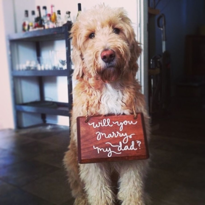 20 most romantic marriage proposals