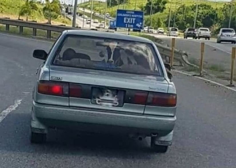 20 photos in which there is some kind of chaos 20 photos in which there is some kind of chaos