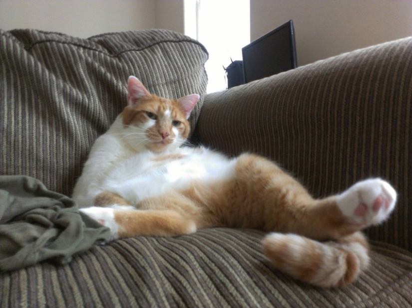 20 zen cats