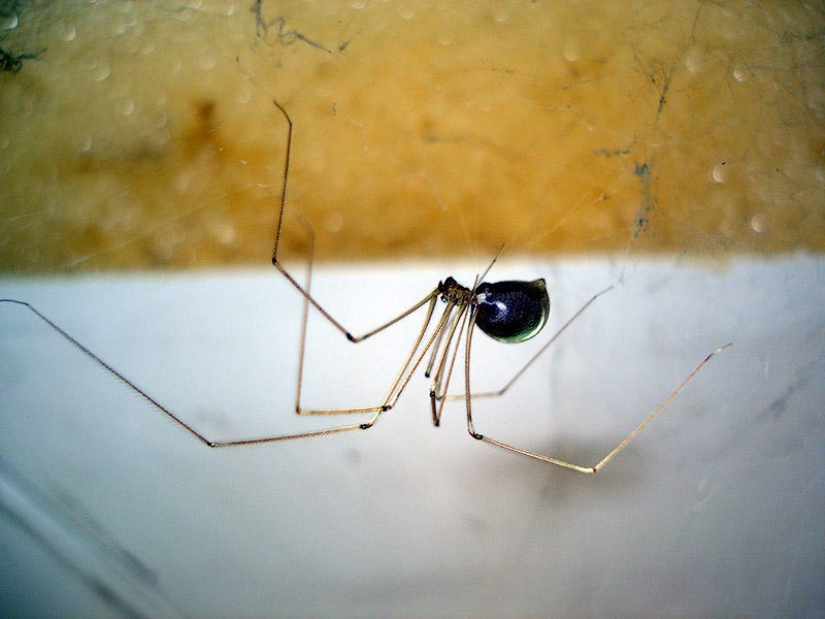 21 myths debunked by the MythBusters