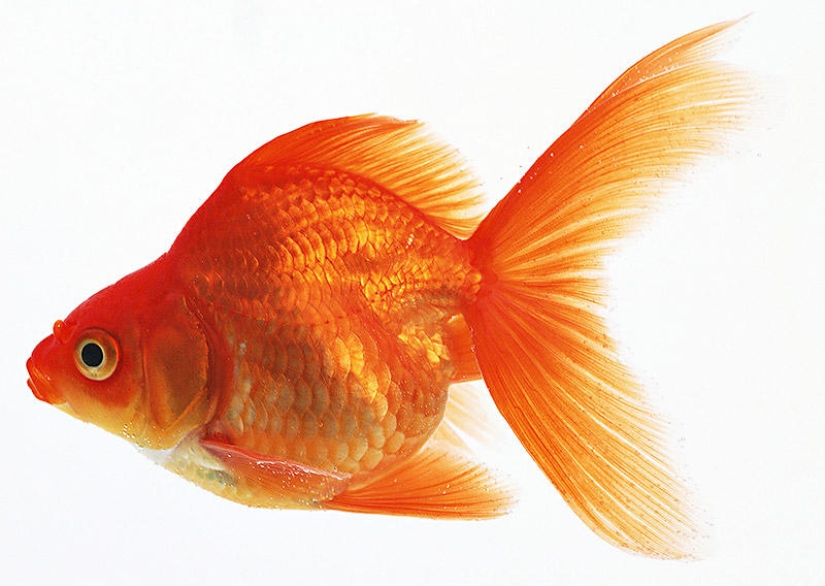 21 myths debunked by the MythBusters