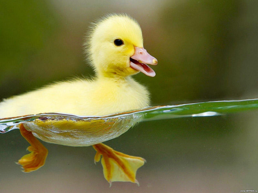 21 myths debunked by the MythBusters