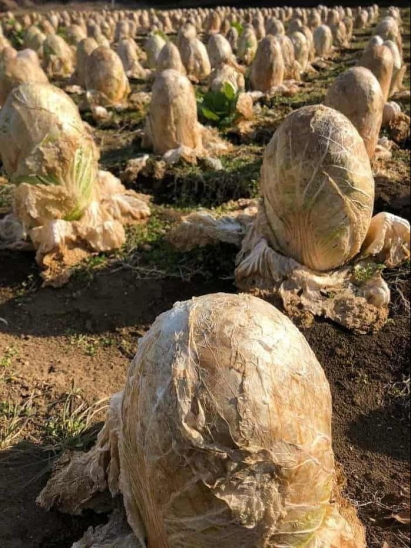 23 fotos aterradoras en las que la naturaleza puede asustar mucho a una persona