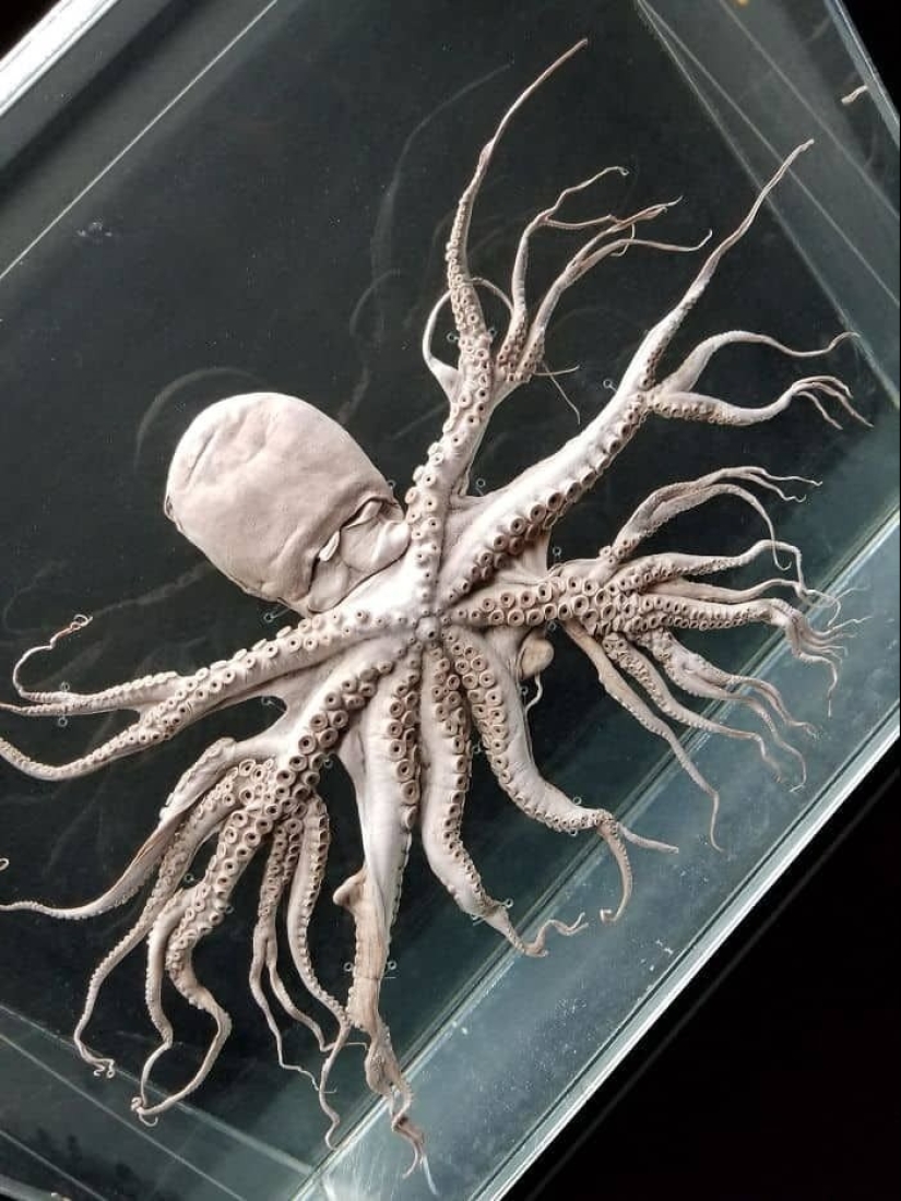 23 fotos aterradoras en las que la naturaleza puede asustar mucho a una persona