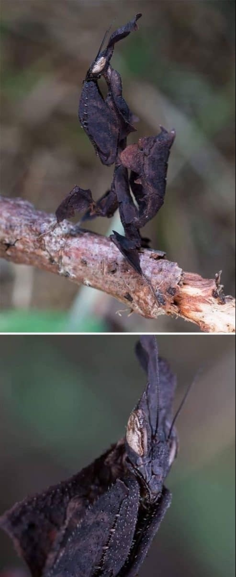 23 fotos aterradoras en las que la naturaleza puede asustar mucho a una persona