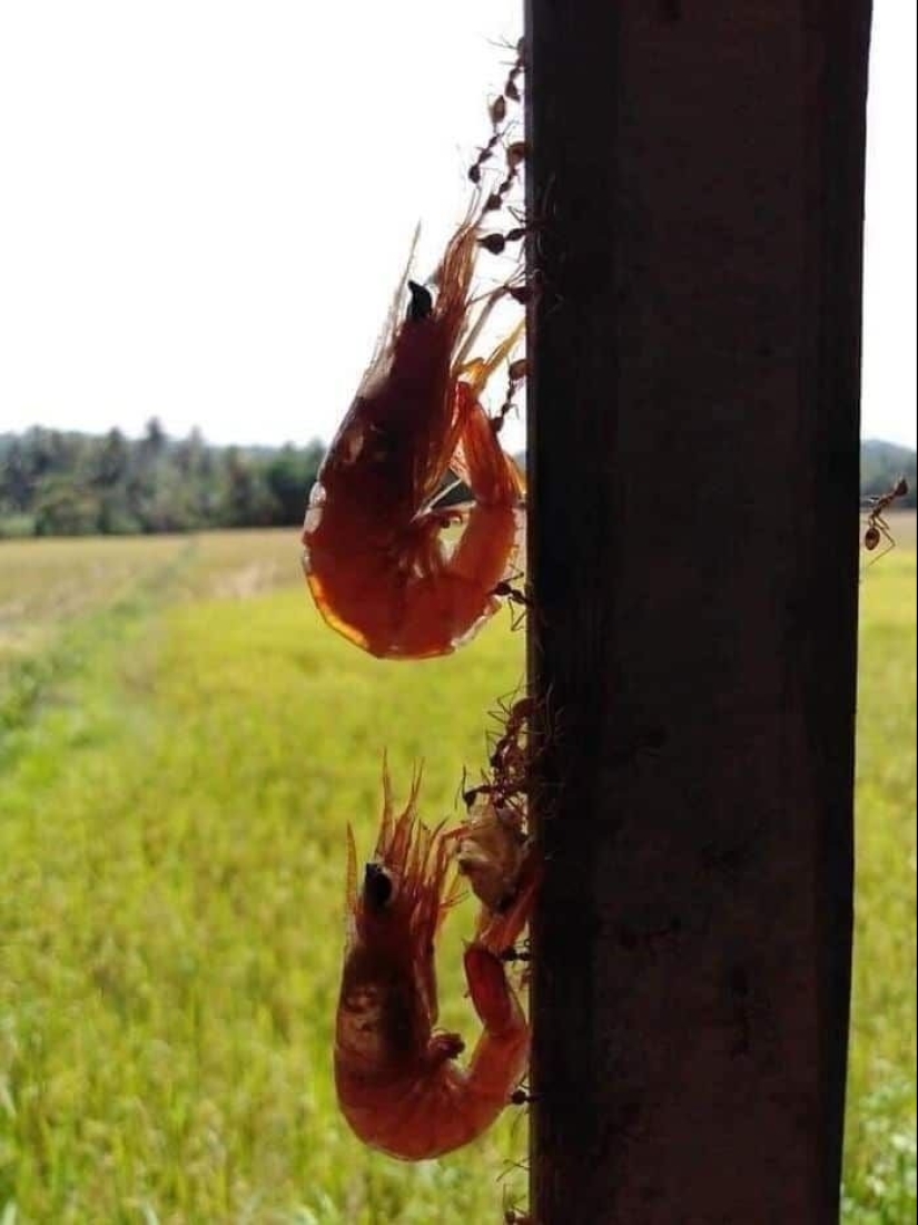 23 fotos aterradoras en las que la naturaleza puede asustar mucho a una persona
