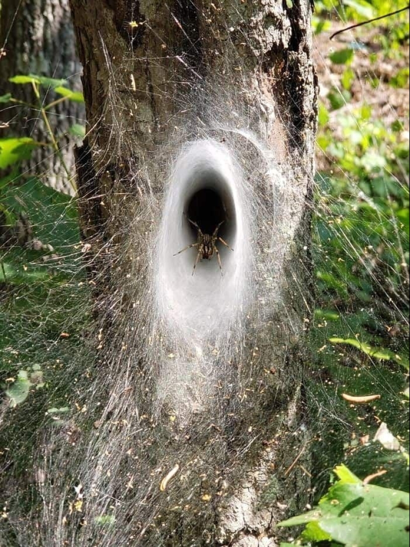 23 fotos aterradoras en las que la naturaleza puede asustar mucho a una persona