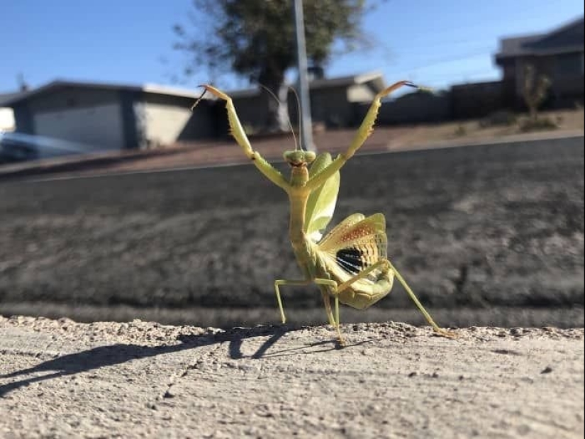 23 terrifying photos in which nature can greatly scare a person