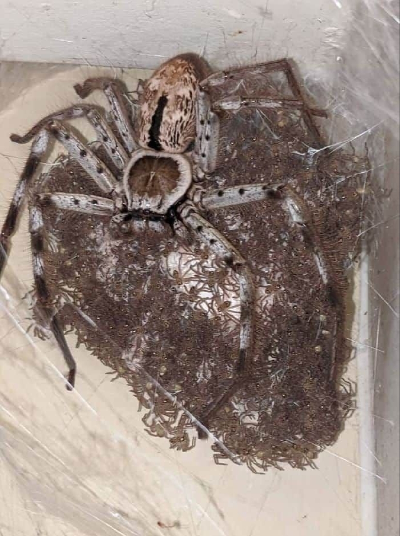 23 terrifying photos in which nature can greatly scare a person