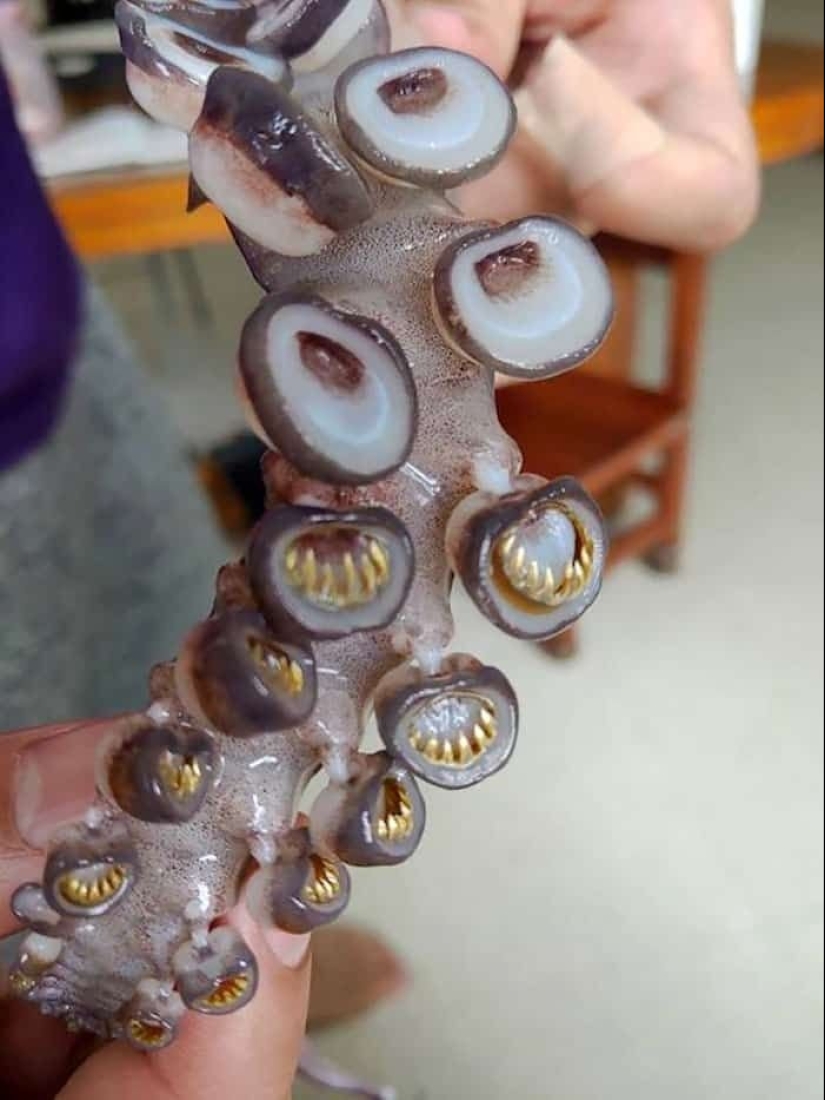 23 terrifying photos in which nature can greatly scare a person