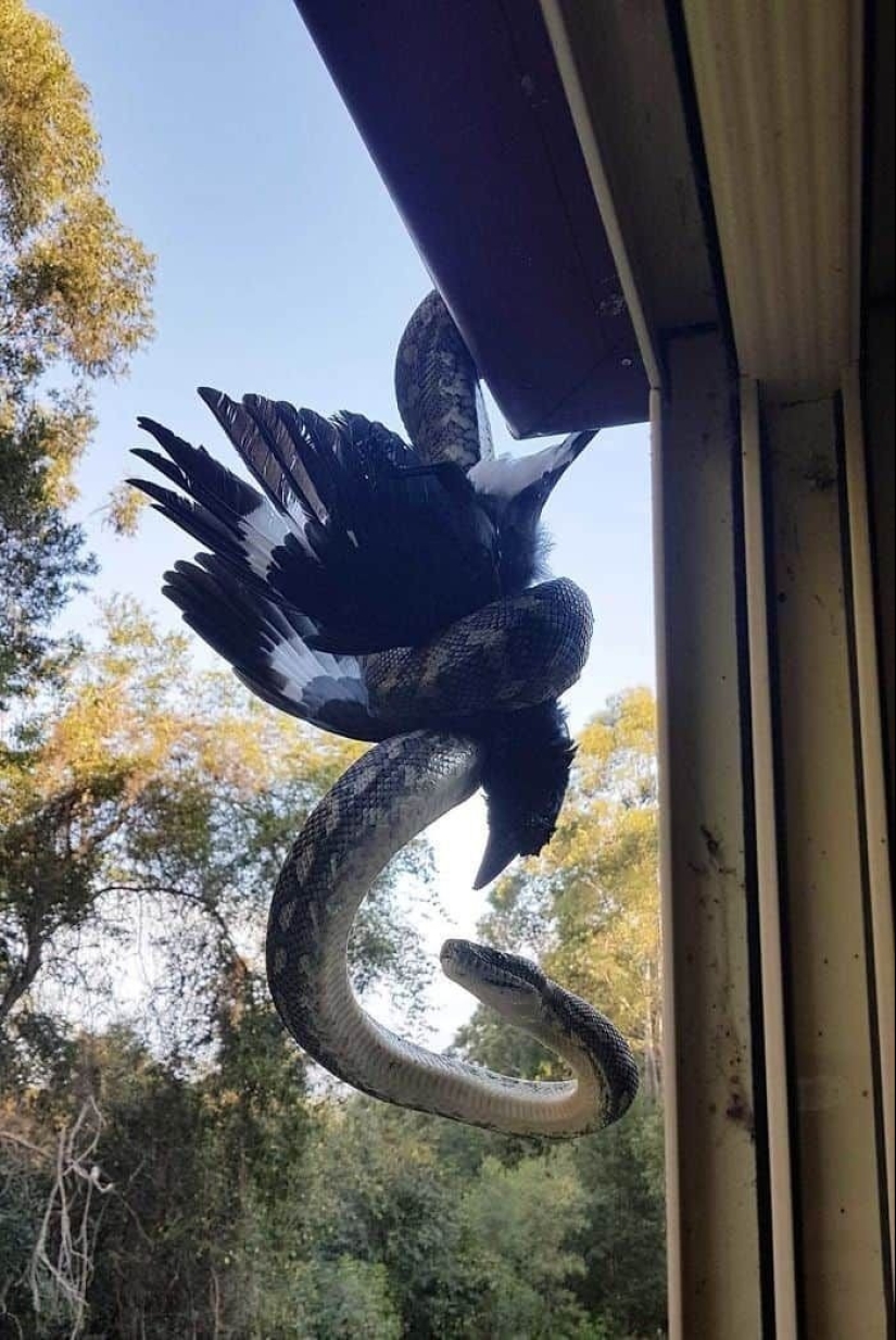23 terrifying photos in which nature can greatly scare a person