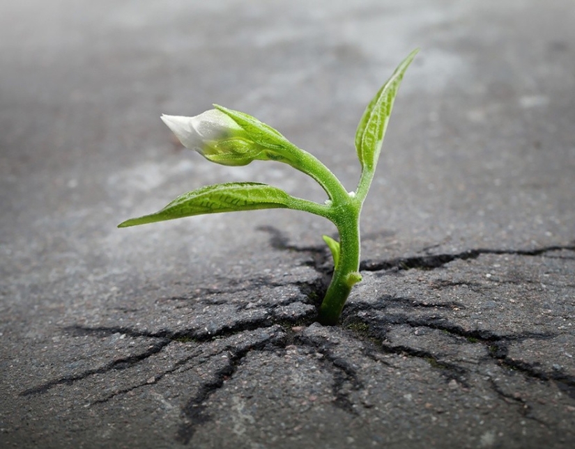 25 fotos que la naturaleza es más fuerte