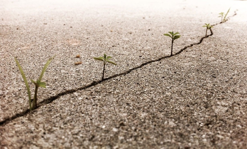 25 fotos que la naturaleza es más fuerte
