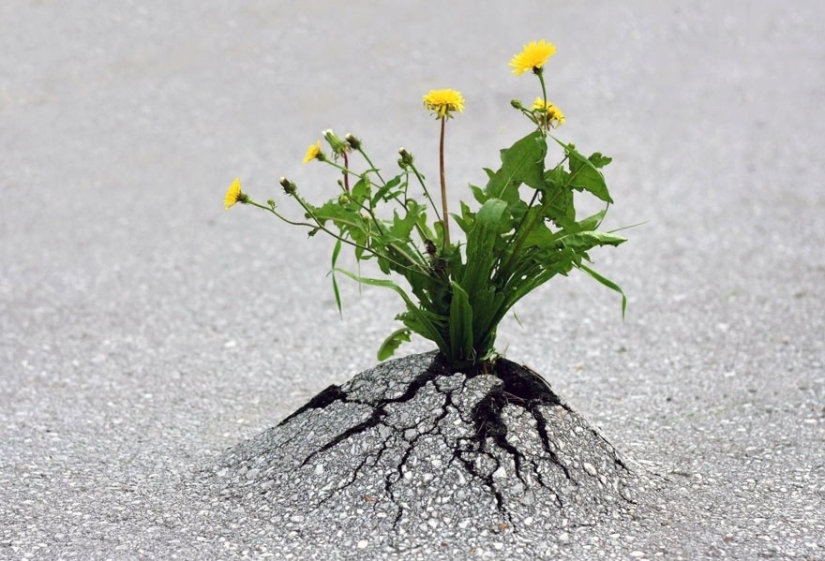 25 fotos que la naturaleza es más fuerte