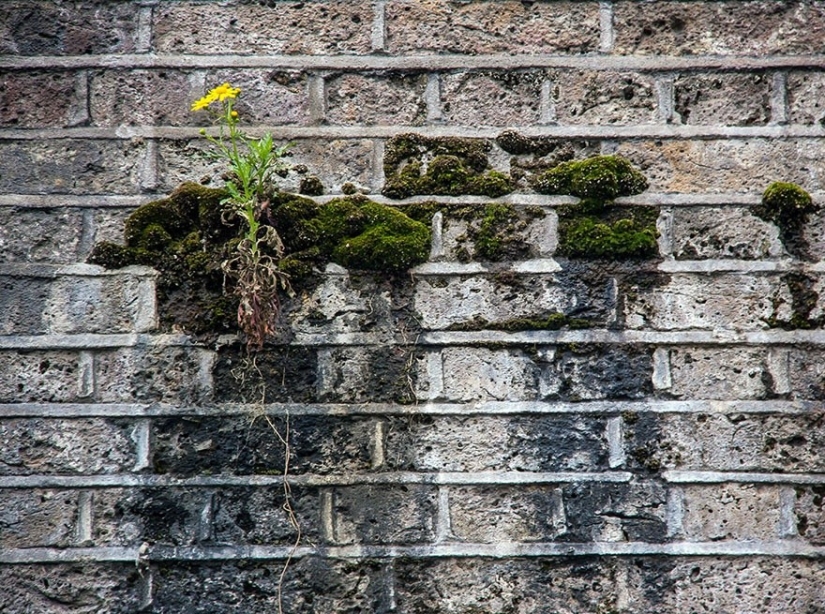 25 fotos que la naturaleza es más fuerte