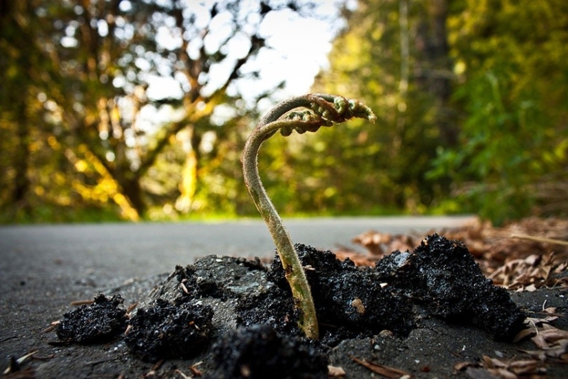 25 fotos que la naturaleza es más fuerte