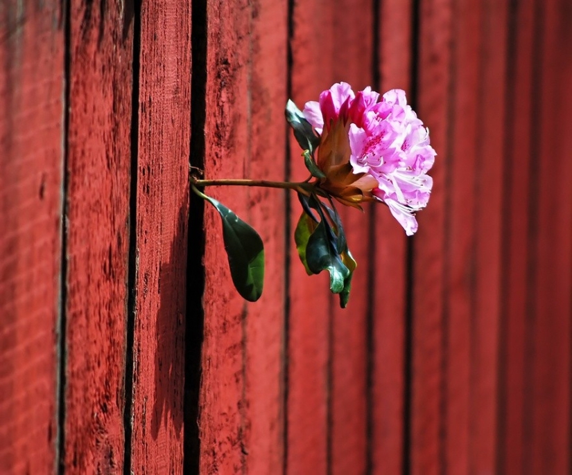 25 fotos que la naturaleza es más fuerte