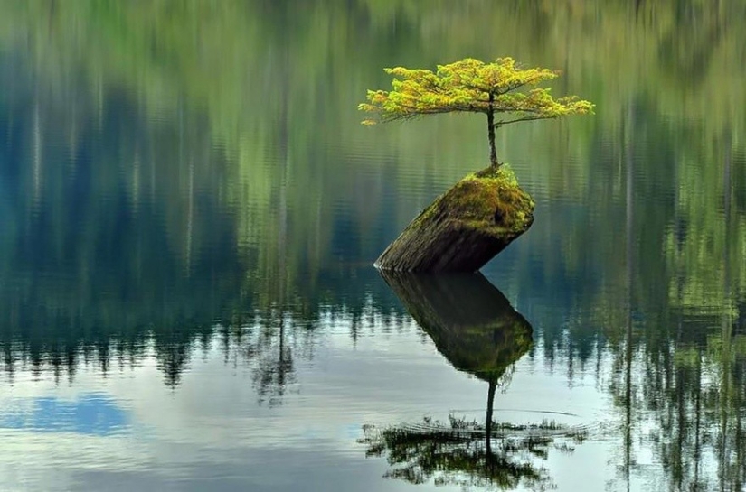 25 fotos que la naturaleza es más fuerte