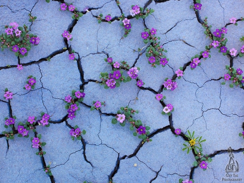25 fotos que la naturaleza es más fuerte