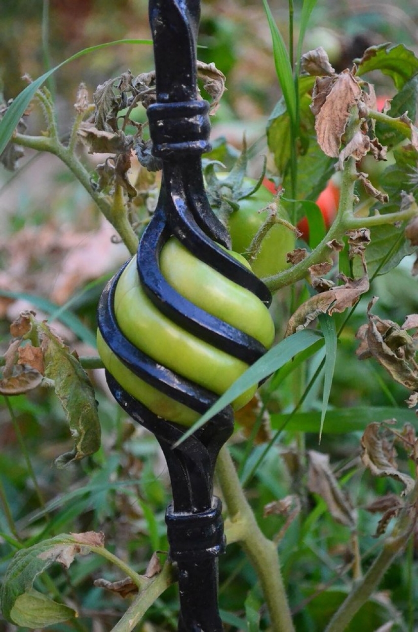 25 fotos que la naturaleza es más fuerte