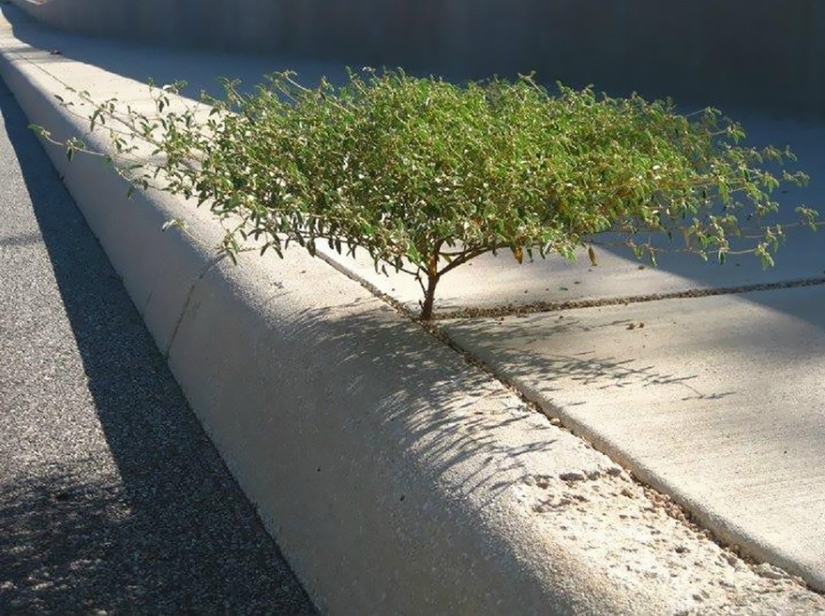 25 fotos que la naturaleza es más fuerte