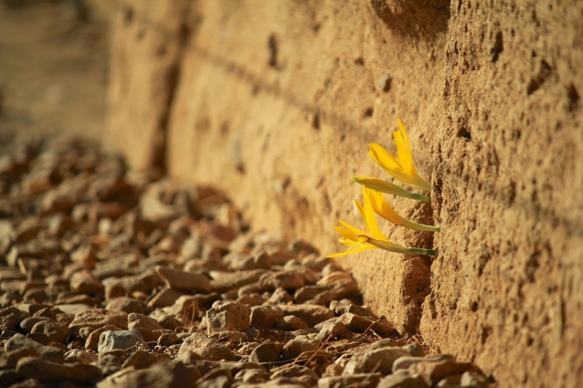 25 fotos que la naturaleza es más fuerte