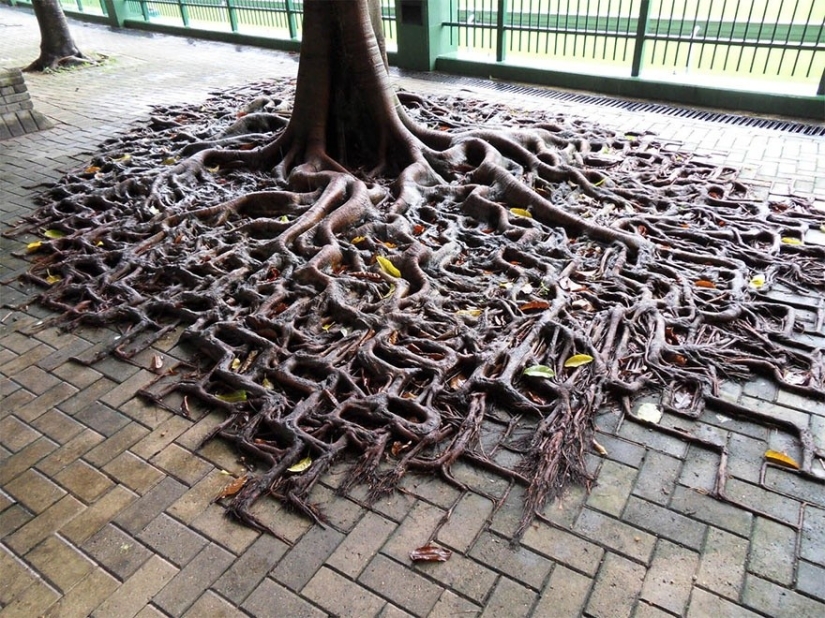 25 fotos que la naturaleza es más fuerte