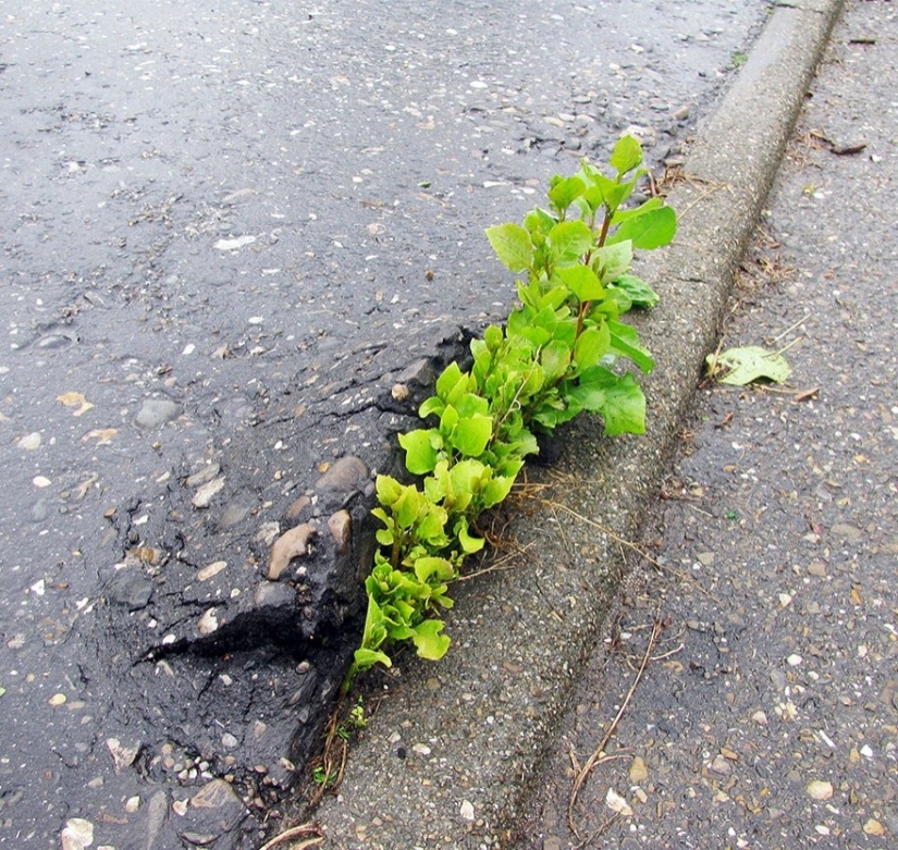 25 fotos que la naturaleza es más fuerte