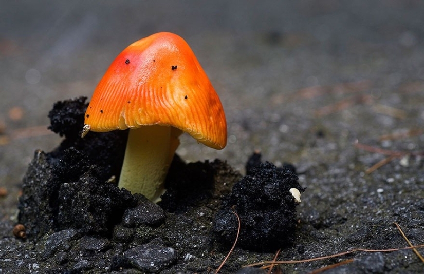 25 photos that nature is strongest
