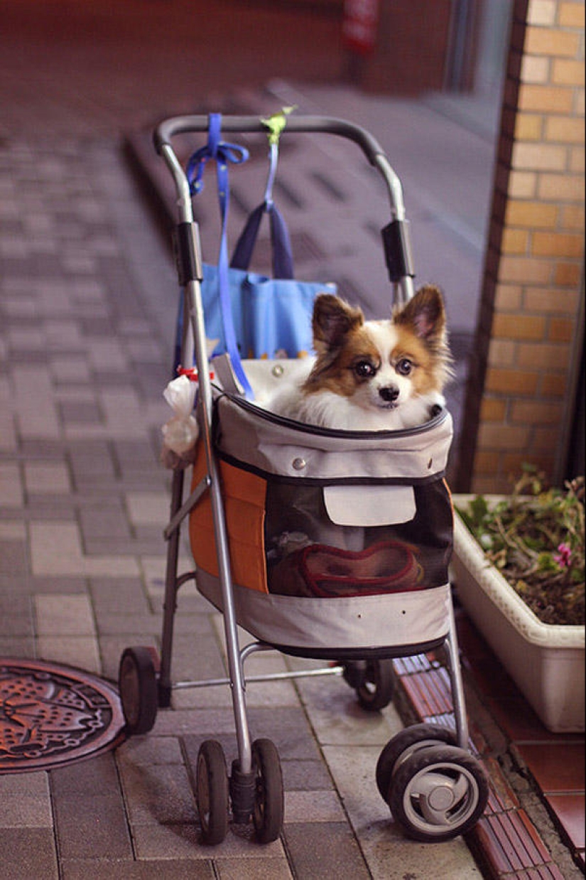 25 razones para visitar Japón