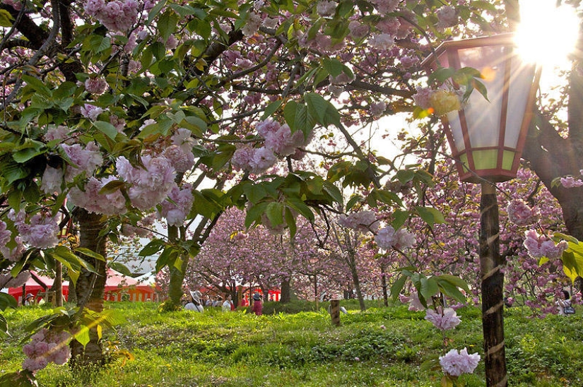 25 reasons to visit Japan