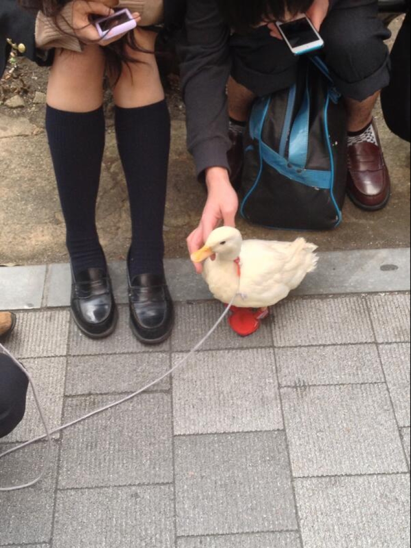 25 reasons to visit Japan