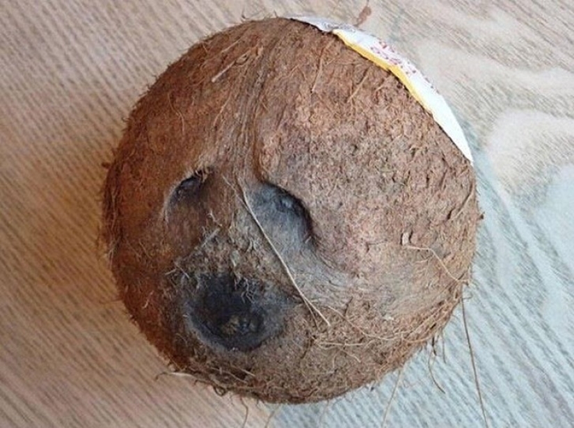 28 foods that desperately don't want to be eaten 28 foods that desperately don't want to be eaten