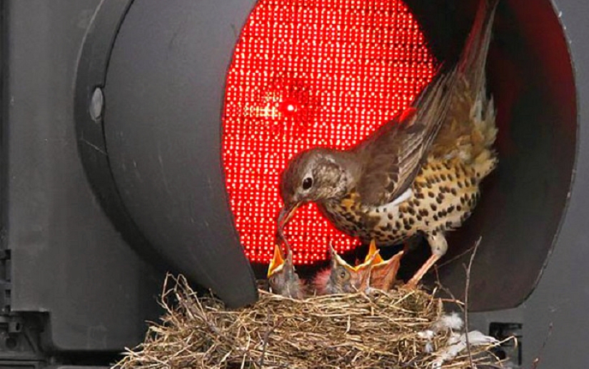 30 nidos en los lugares más extraños 30 nidos en los lugares más extraños