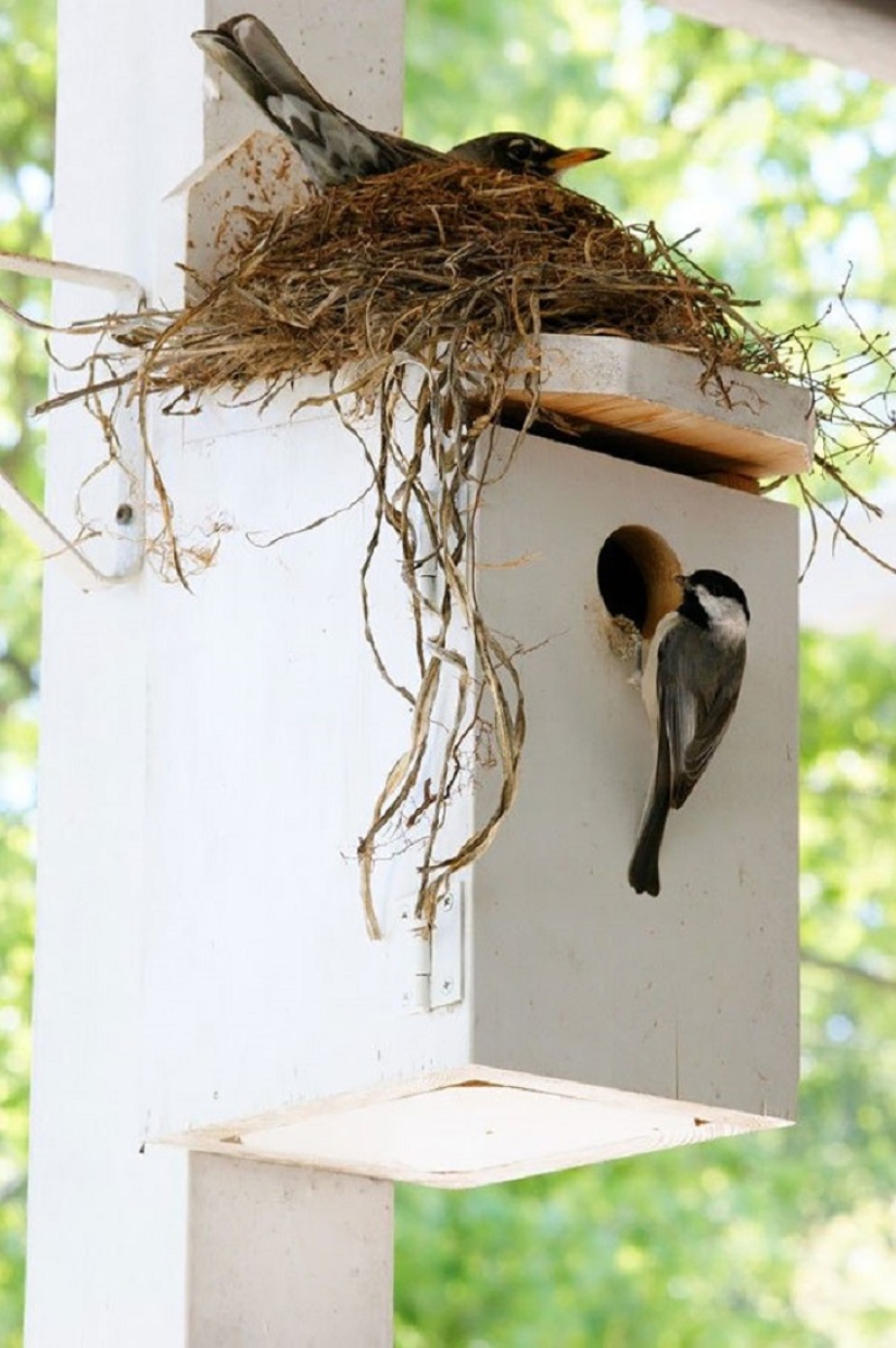 30 nidos en los lugares más extraños 30 nidos en los lugares más extraños